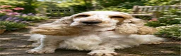 Cocker Spaniel dogs for sale: KC Reg Show Type Cocker Spaniel Puppies in Melton Mowbray - Advert 8