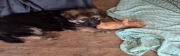 German Shepherd dogs for sale: READY NOW 3 female super KC registered GSD puppies - Advert 27