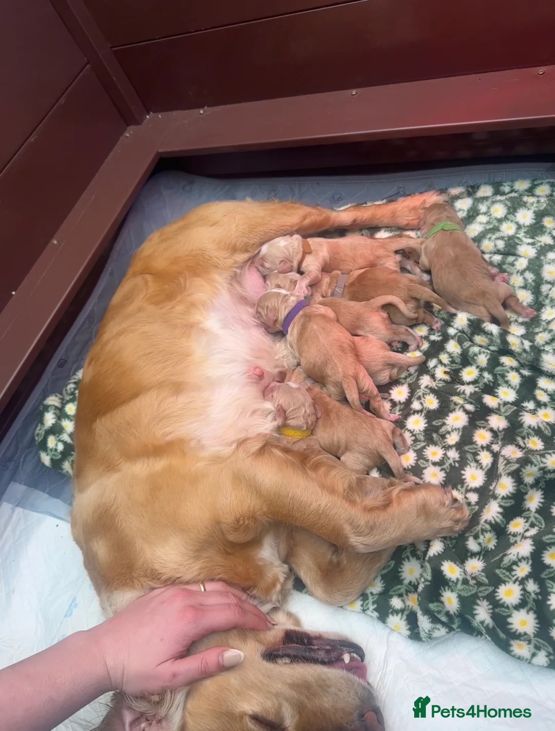 Cocker Spaniel dogs for sale: KC registered golden working cocker spaniel pups in Bromsgrove - Advert 2