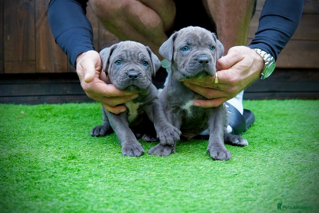 Cane Corso dogs for sale: ICCF Registered Cane Corsos  - Advert 12