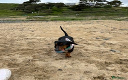 Miniature Dachshund dogs for sale: Looking for a 5 star home - Image 3