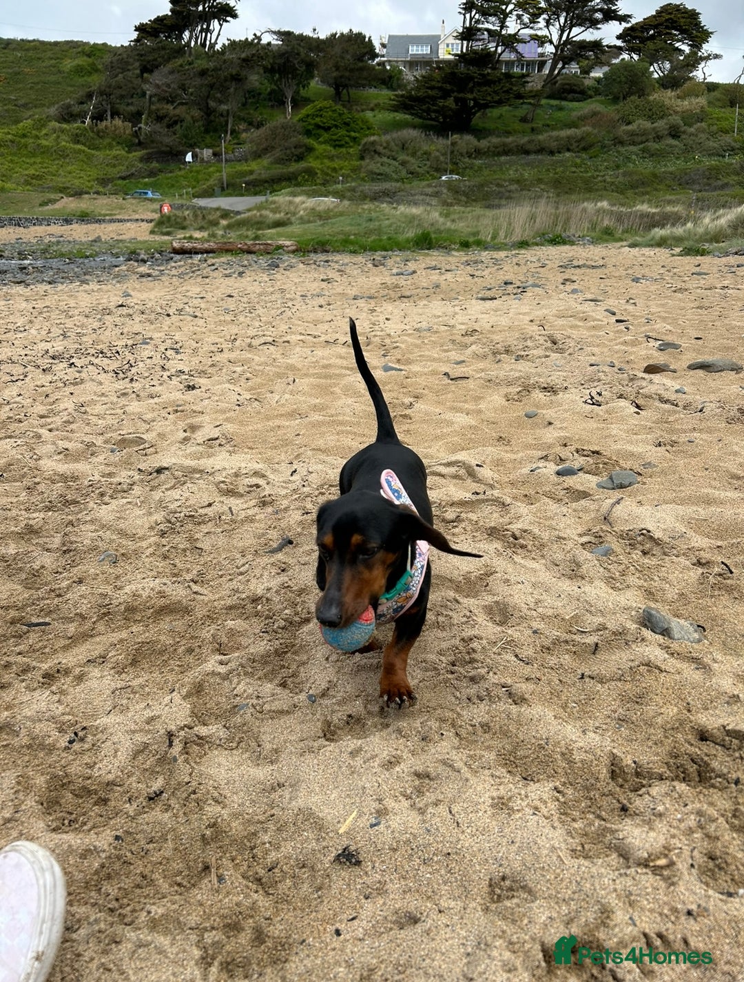 Miniature Dachshund dogs for sale: Looking for a 5 star home - Image 3
