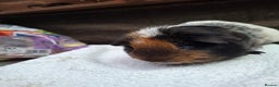 Guinea Pig rodents for sale: Male Guineapig - Advert 5
