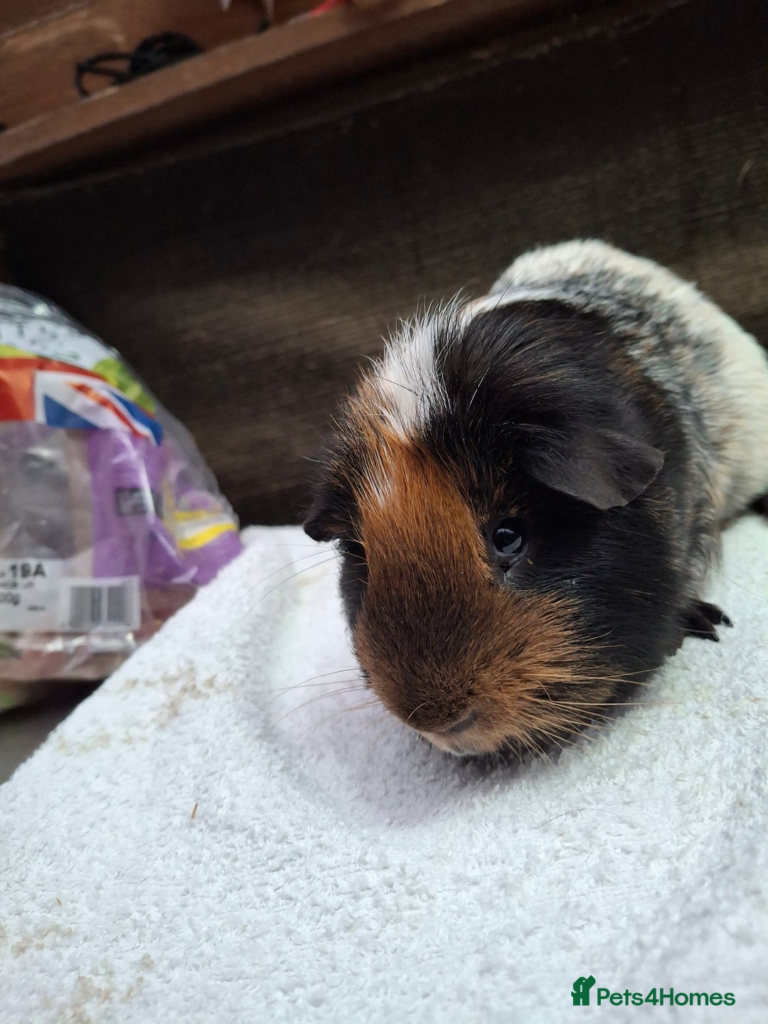 Guinea Pig rodents for sale: Male Guineapig - Advert 5