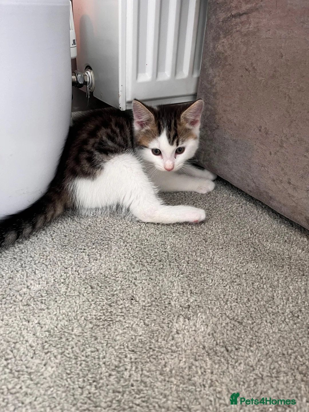 Mixed Breed cats for sale: 2x male white kittens  in Okehampton - Advert 5