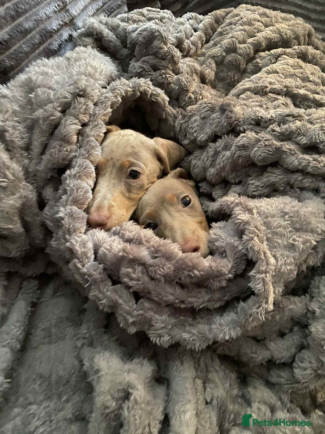 Miniature Dachshund dogs for sale: KCRegistered Miniature SmoothHaired Dachshund Boys - Image 1