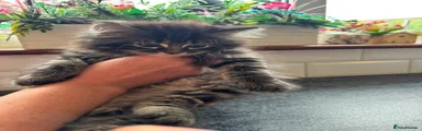 British Shorthair Kitten 4