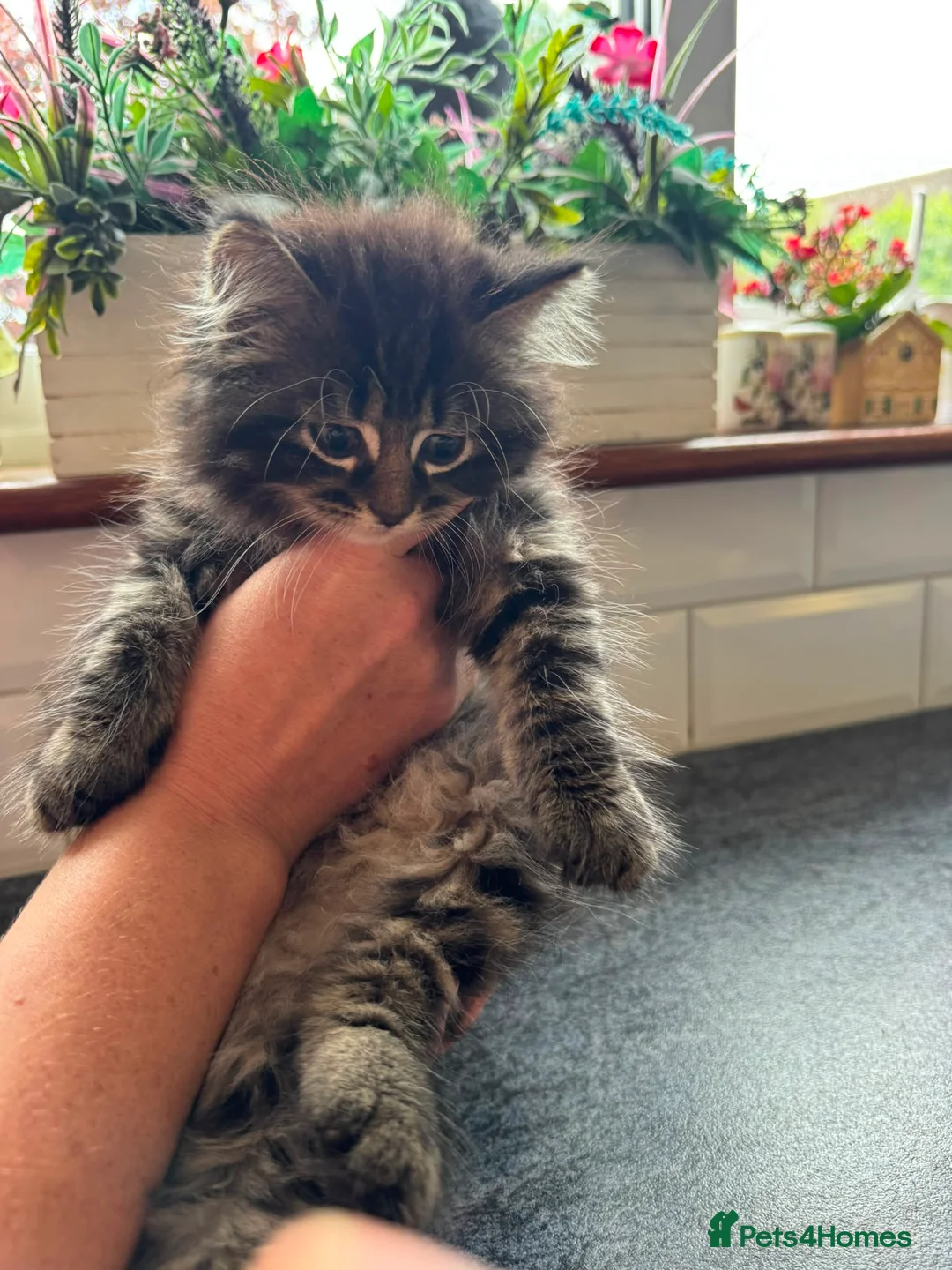 British Shorthair cats for sale: 5 beautiful kittens ready for new loving homes - Advert 1