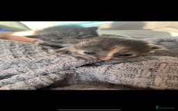 Ragdoll cats for sale: Ragdoll cats  - Image 7