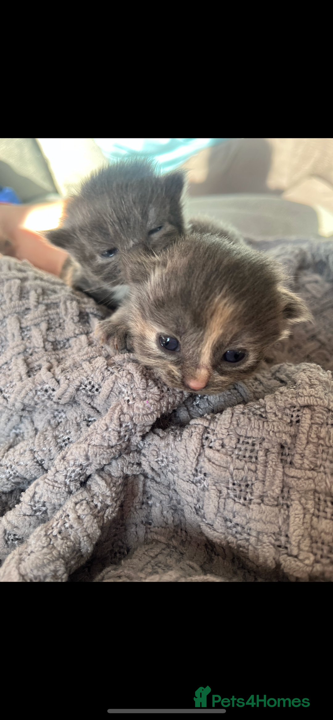 Ragdoll cats for sale: Ragdoll cats  - Image 7