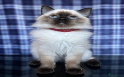Ragdoll cats for sale: FIFe Registered Ragdoll Kittens Champion Line  - Image 3