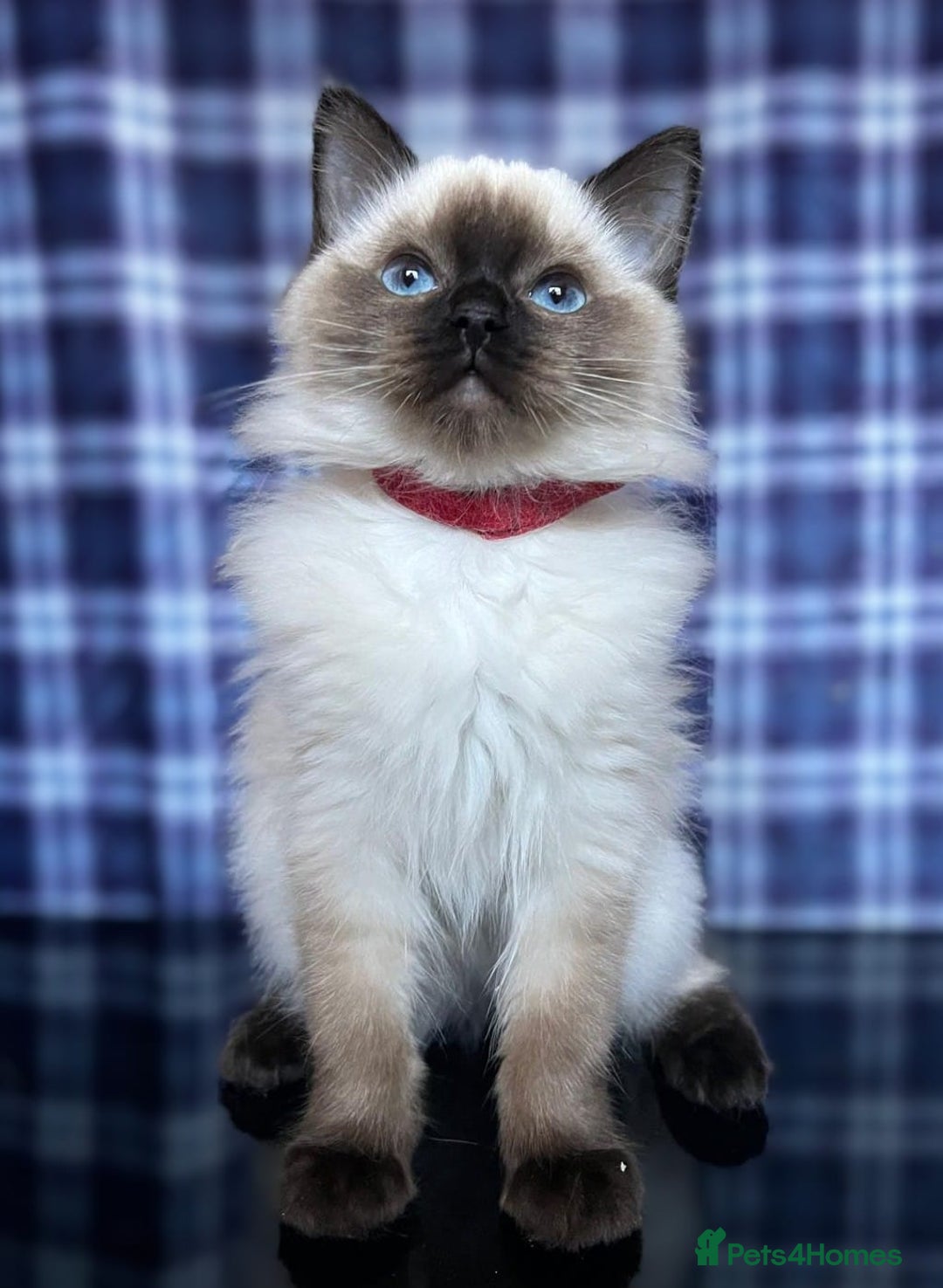Ragdoll cats for sale: FIFe Registered Ragdoll Kittens Champion Line  - Image 3