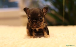 French Bulldog dogs for sale: Beautiful healthy full breed Frenchbulldog puppies - Image 6