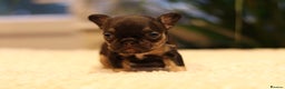 French Bulldog dogs for sale: Beautiful healthy full breed Frenchbulldog puppies - Advert 6