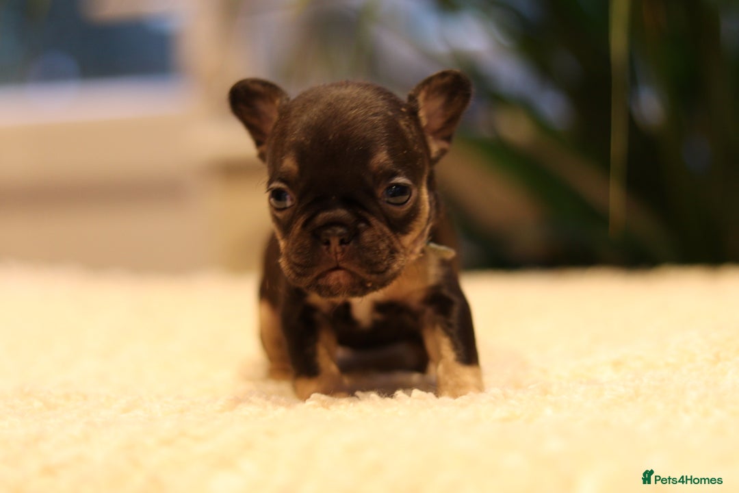 French Bulldog dogs for sale: Beautiful healthy full breed Frenchbulldog puppies - Image 6