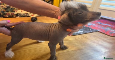 Chinese Crested dogs - Advert 8