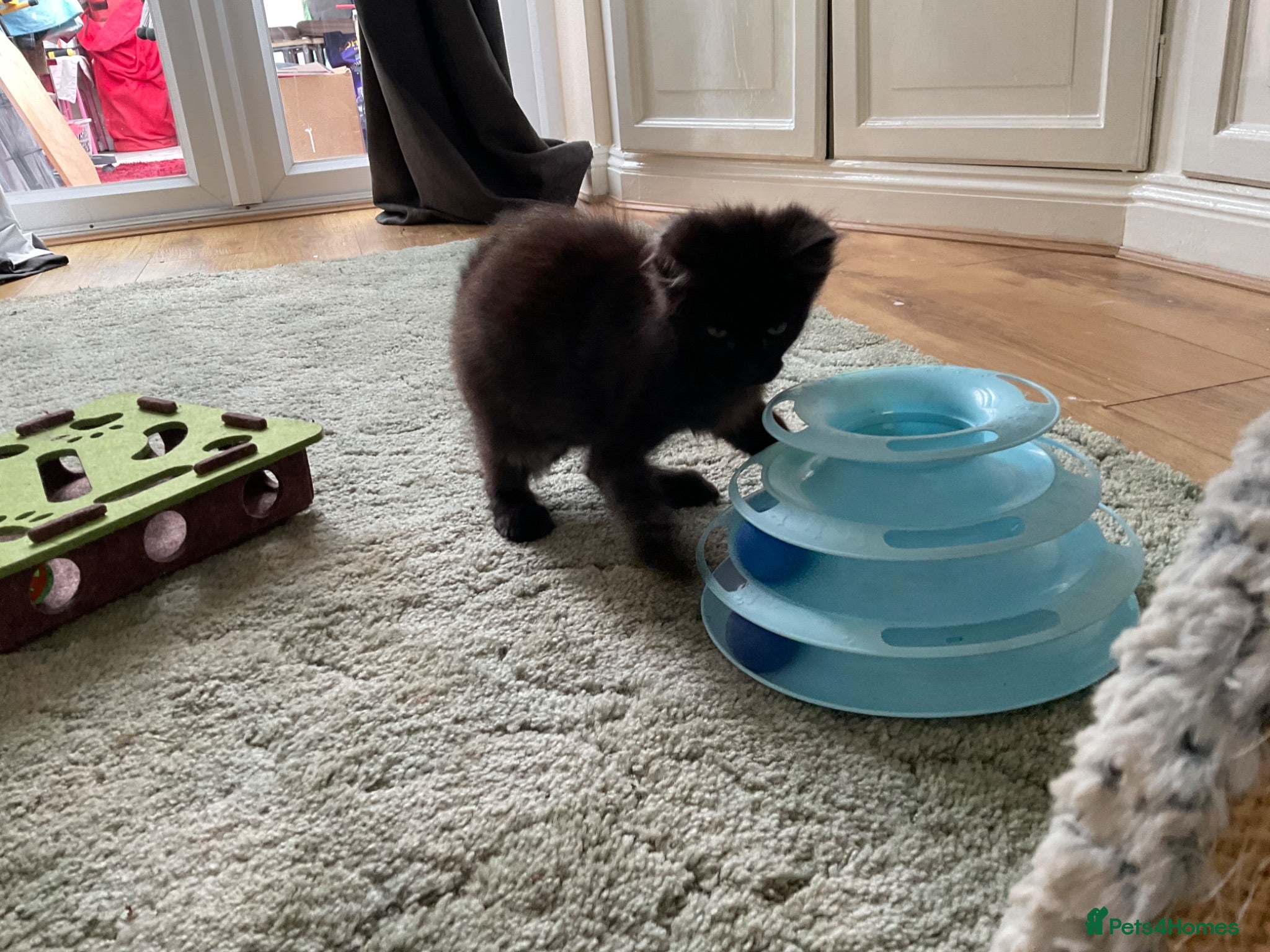 Maine Coon cats 2 Maine coon kittens  - Advert 2