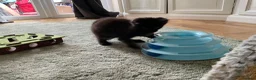 Maine Coon cats for sale: 2 Maine coon kittens  - Advert 2