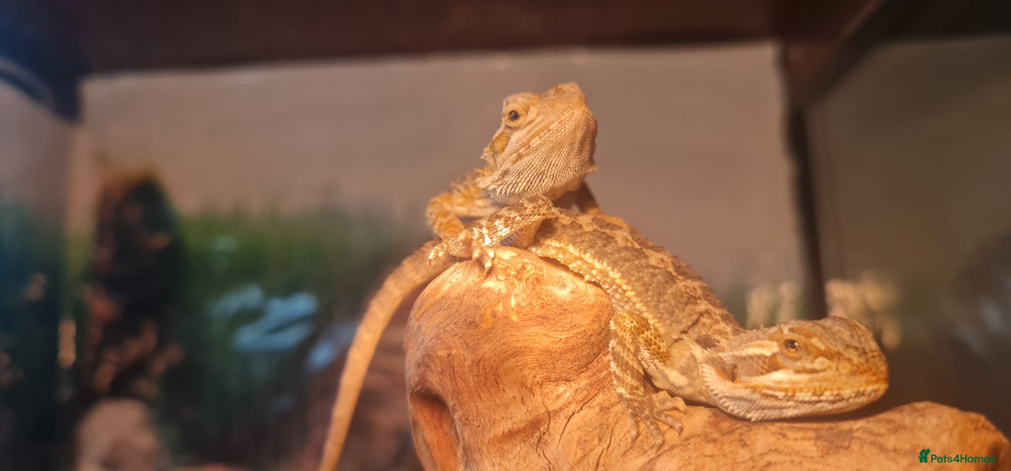 Bearded Dragon reptiles 6 weeks holiday sale! Red X sun burst babies  - Advert 14