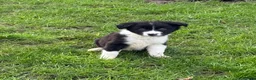 Border Collie dogs for sale: 🌟Beautiful Border Collies🌟 - Advert 13
