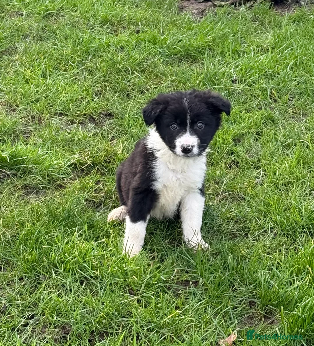 Border Collie dogs for sale: 🌟Beautiful Border Collies🌟 - Advert 13