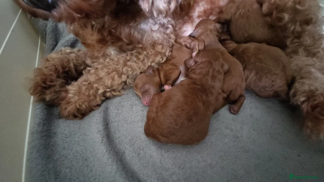 Cavapoo dogs for sale: 5x Asian Toy Poodle X Cavapoo Puppies  - Advert 13