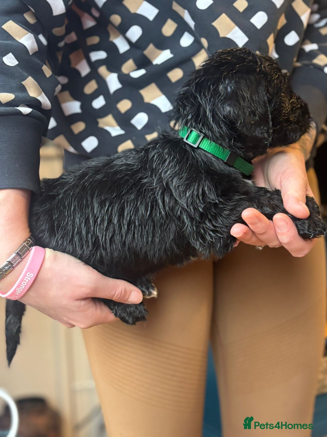 Doxiepoo dogs for sale: Merle & Solid Colour Doxiepoos - Image 9
