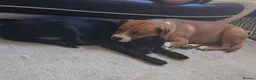 Mixed Breed dogs for sale: Rebel & Nala - Advert 4