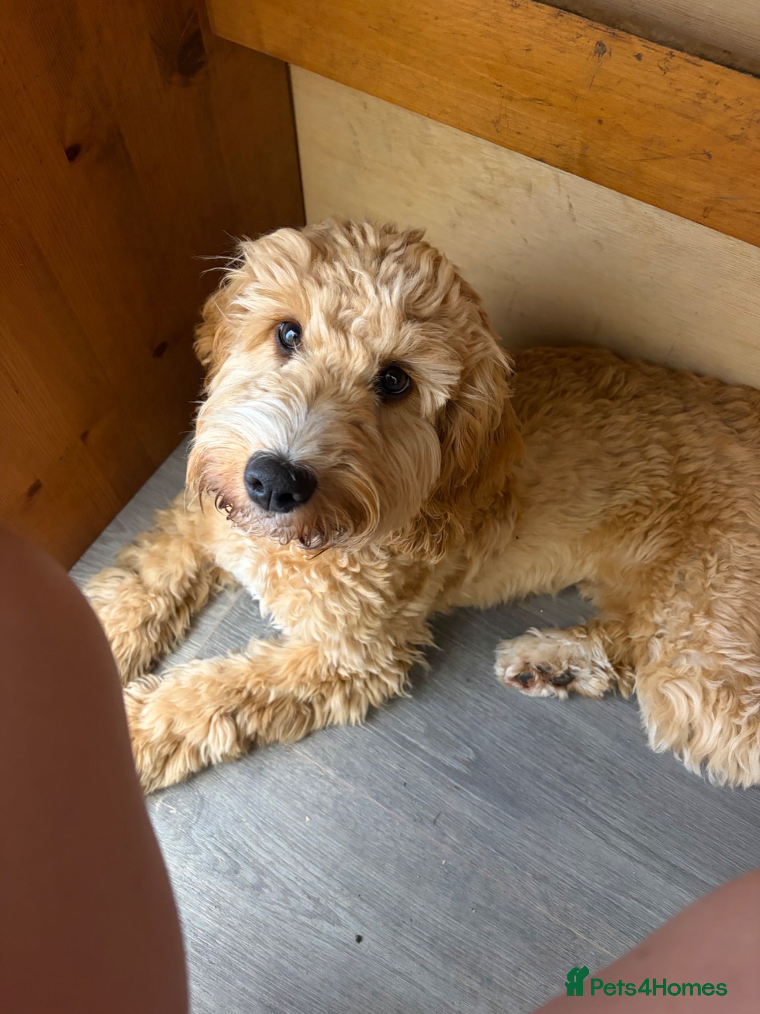 Cockapoo dogs Margo cockapoo F1 aged 6 months - Advert 2