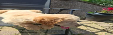 Golden Retriever 1
