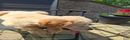 Golden Retriever dogs for sale: KC registered golden retriever girls  - Advert 6