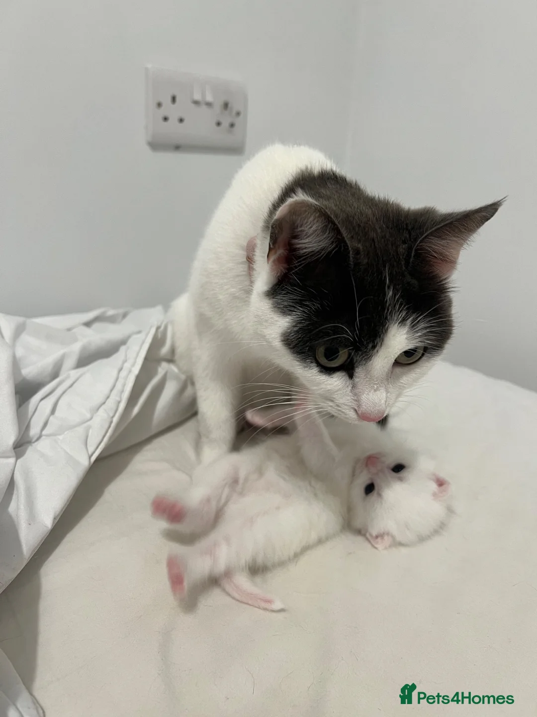 Mixed Breed cats for sale: Kittens  - Advert 1