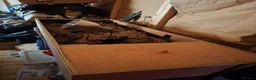 Tortoise reptiles for sale: 2 Adult Marginated Tortoise in Lichfield - Advert 8