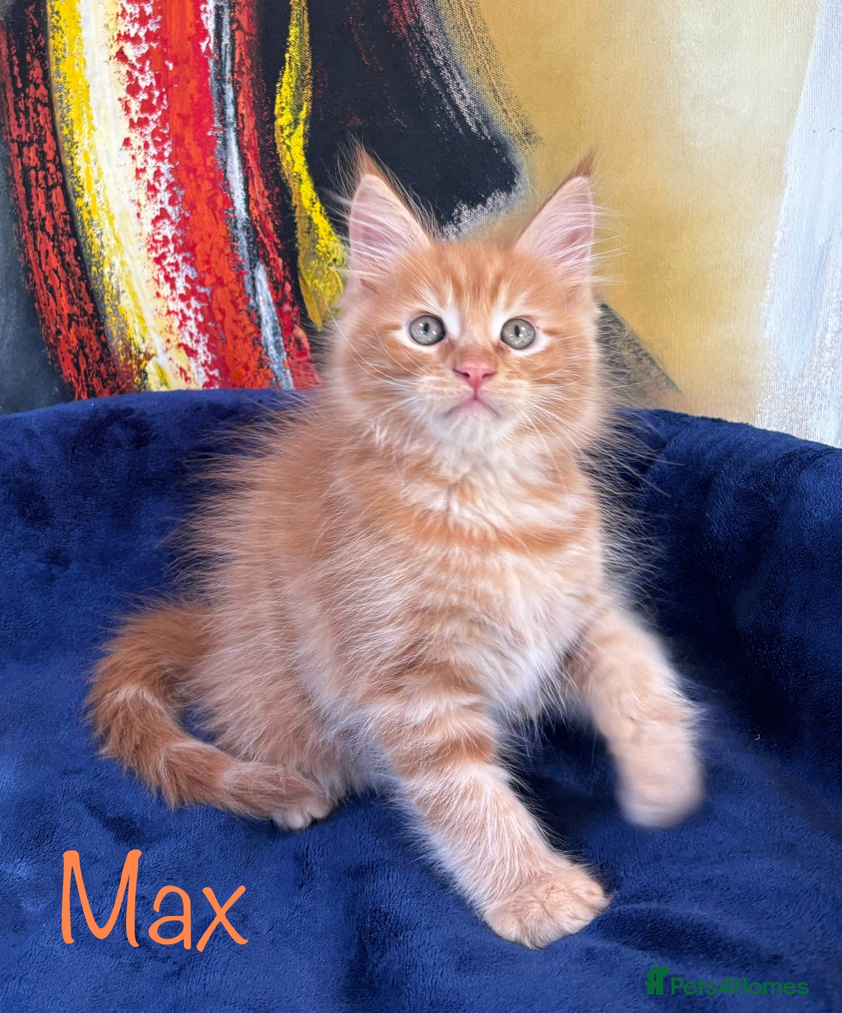 Maine Coon cats Beautiful Maine Coon Kittens-Ready Soon - Advert 2