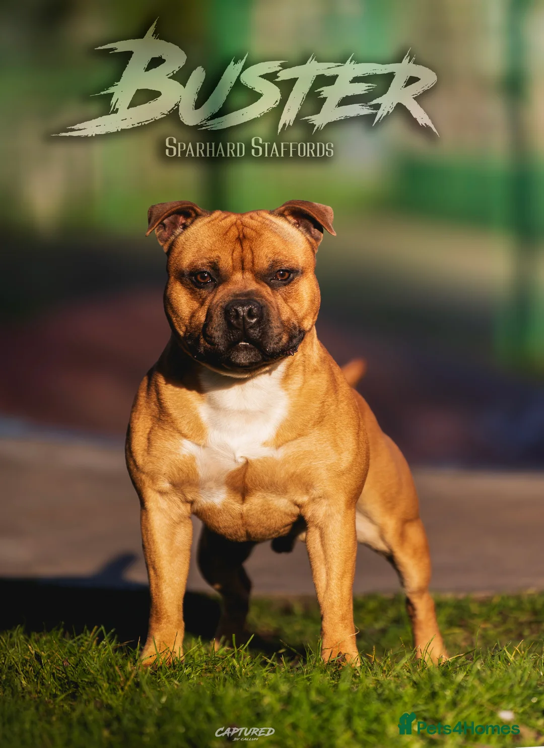 Staffordshire Bull Terrier dogs for stud: 🥨 Crufts Qualified Red SBT Stud 🥨 - Advert 6