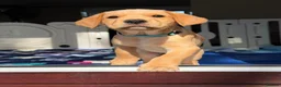 Labrador Retriever dogs for sale: Labrador puppies for sale. 1 golden boy left now. - Advert 7