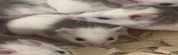 Rat rodents for sale: African soft fur rats  - Advert 3