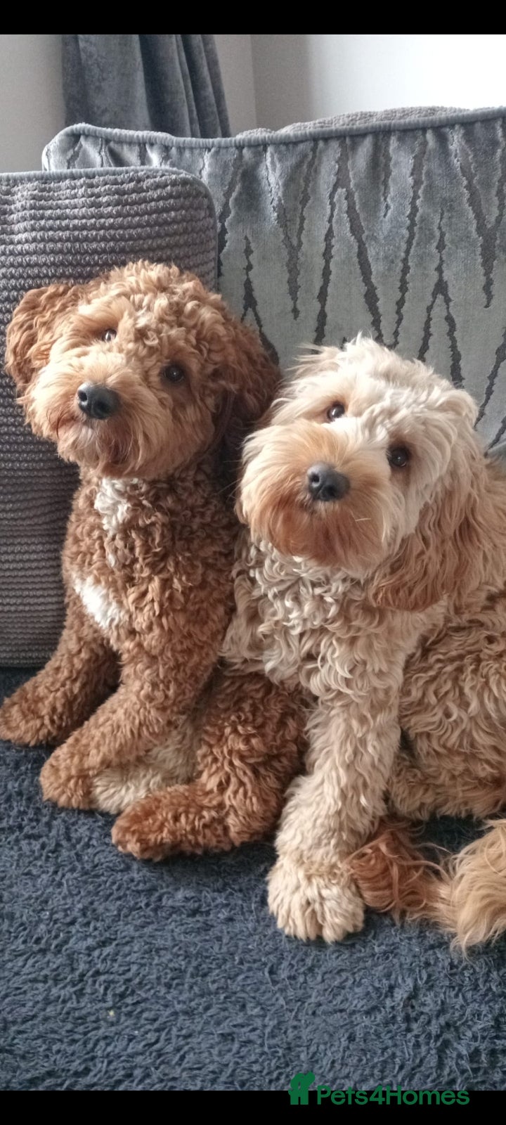 Cockapoo dogs Adorable f2 cockapoo  - Advert 1