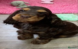 Cocker Spaniel dogs for sale: 5* LICENSED READY KC SHOW H/TESTED PUPPIES  - Image 12