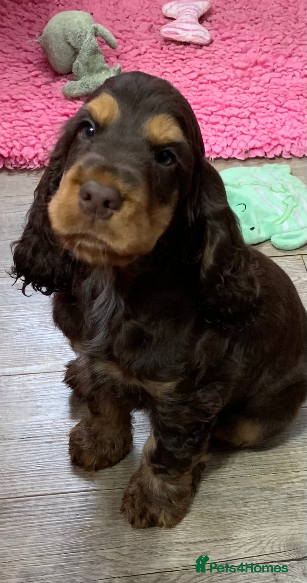 Cocker Spaniel dogs for sale: 5* LICENSED READY KC SHOW H/TESTED PUPPIES  - Image 12