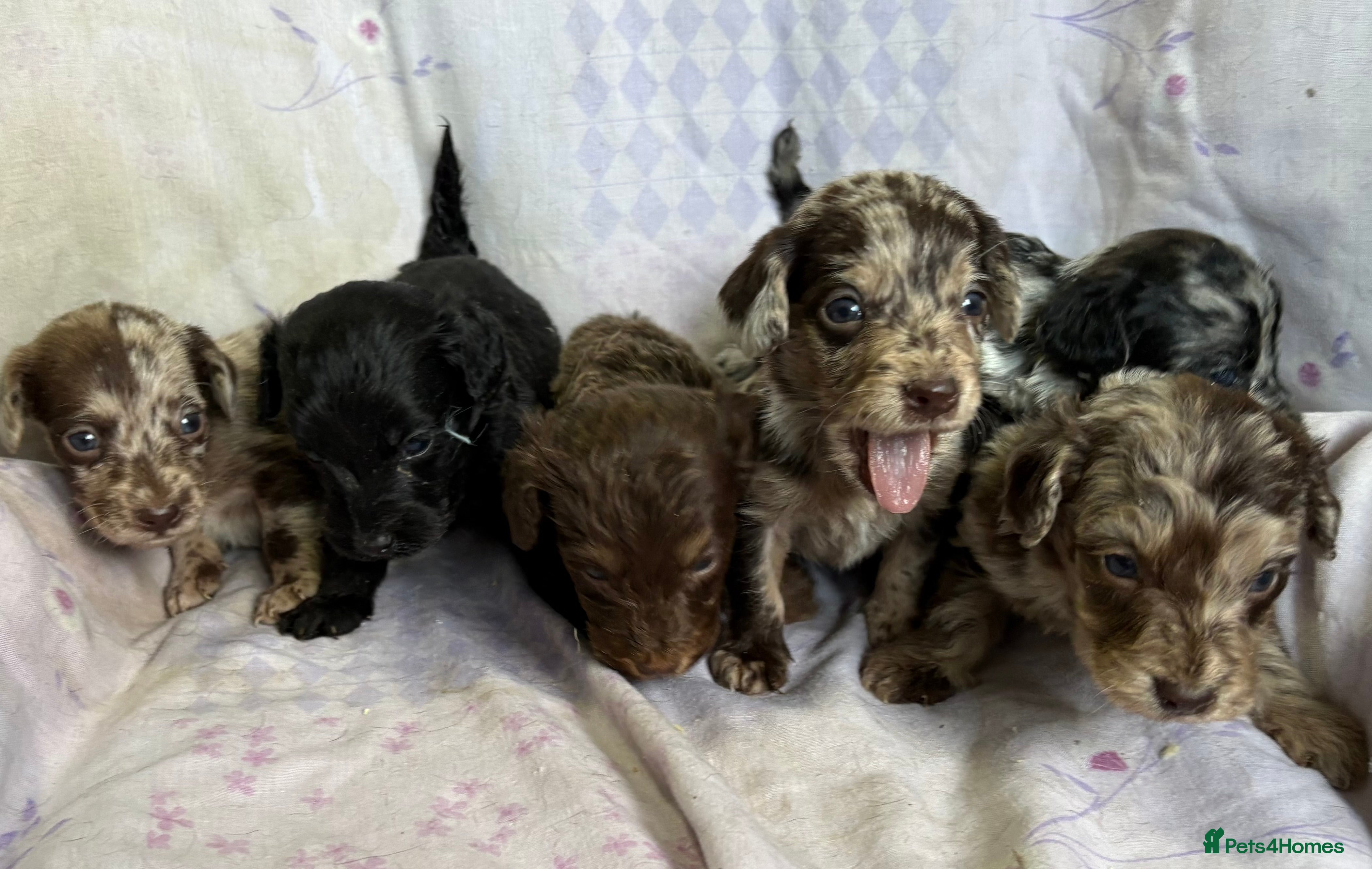 Doxiepoo dogs GORGEOUS DOXIEPOO PUPPIES  - Advert 1