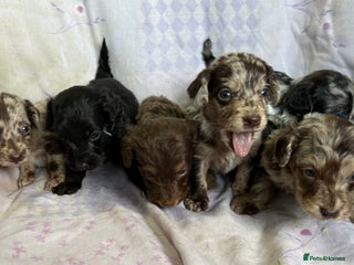 Doxiepoo dogs GORGEOUS DOXIEPOO PUPPIES - Advert 5