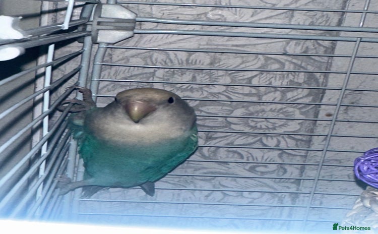 Lovebirds birds - Advert 2