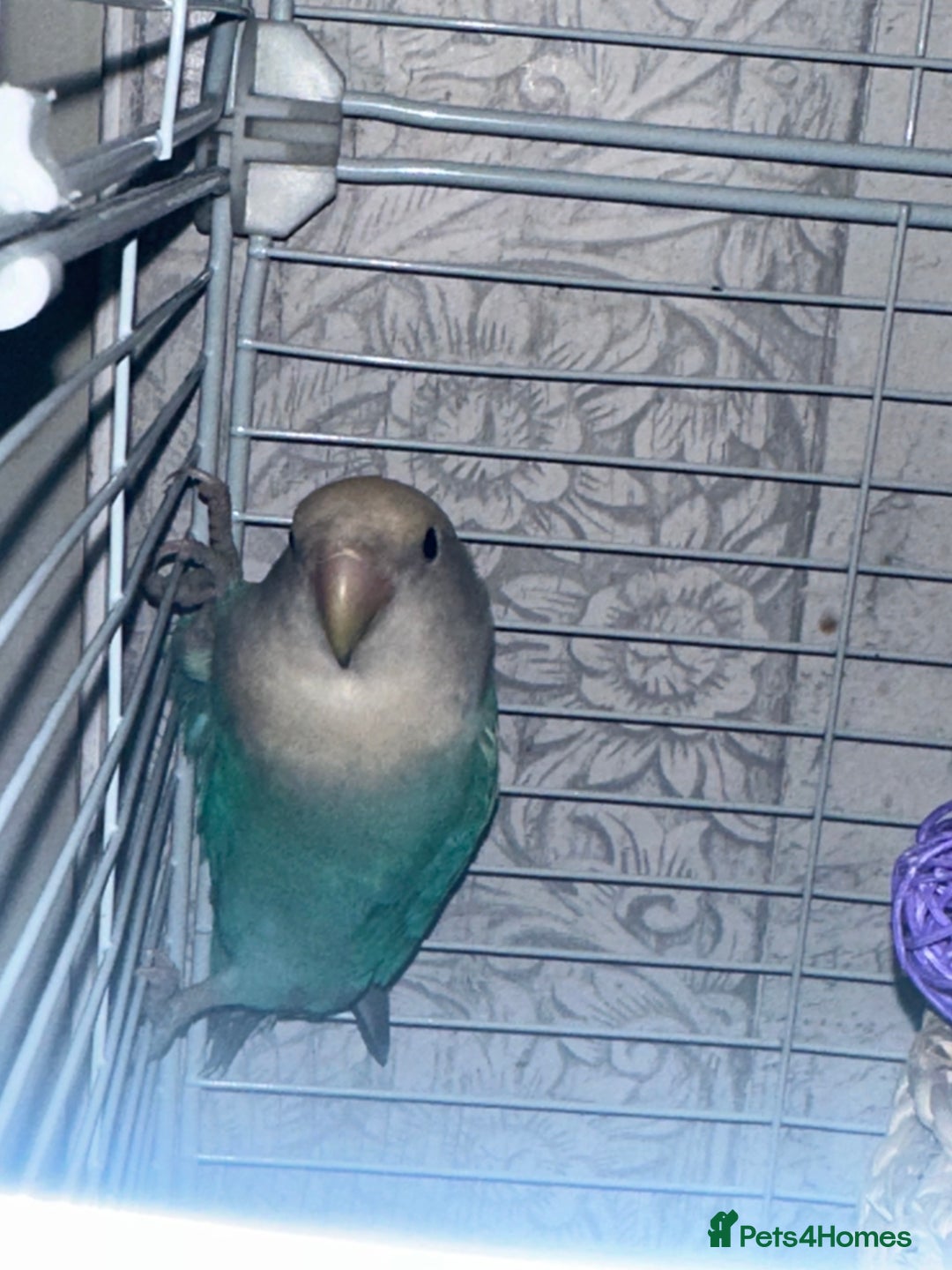 Lovebirds birds for sale: Two love birds for sale - Image 1