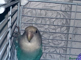 Lovebirds birds - Advert 10