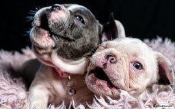 French Bulldog dogs for sale: Chunky French bulldog pups 4 girls  - Image 1