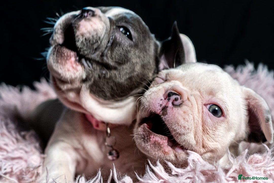 French Bulldog dogs for sale: Chunky French bulldog pups 4 girls  - Image 1