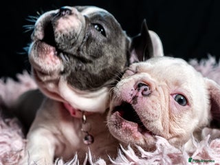 French Bulldog dogs for sale - Advert 2