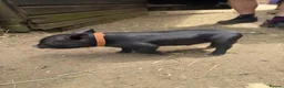 Pig livestock for sale: micro pigs for sale - Advert 7