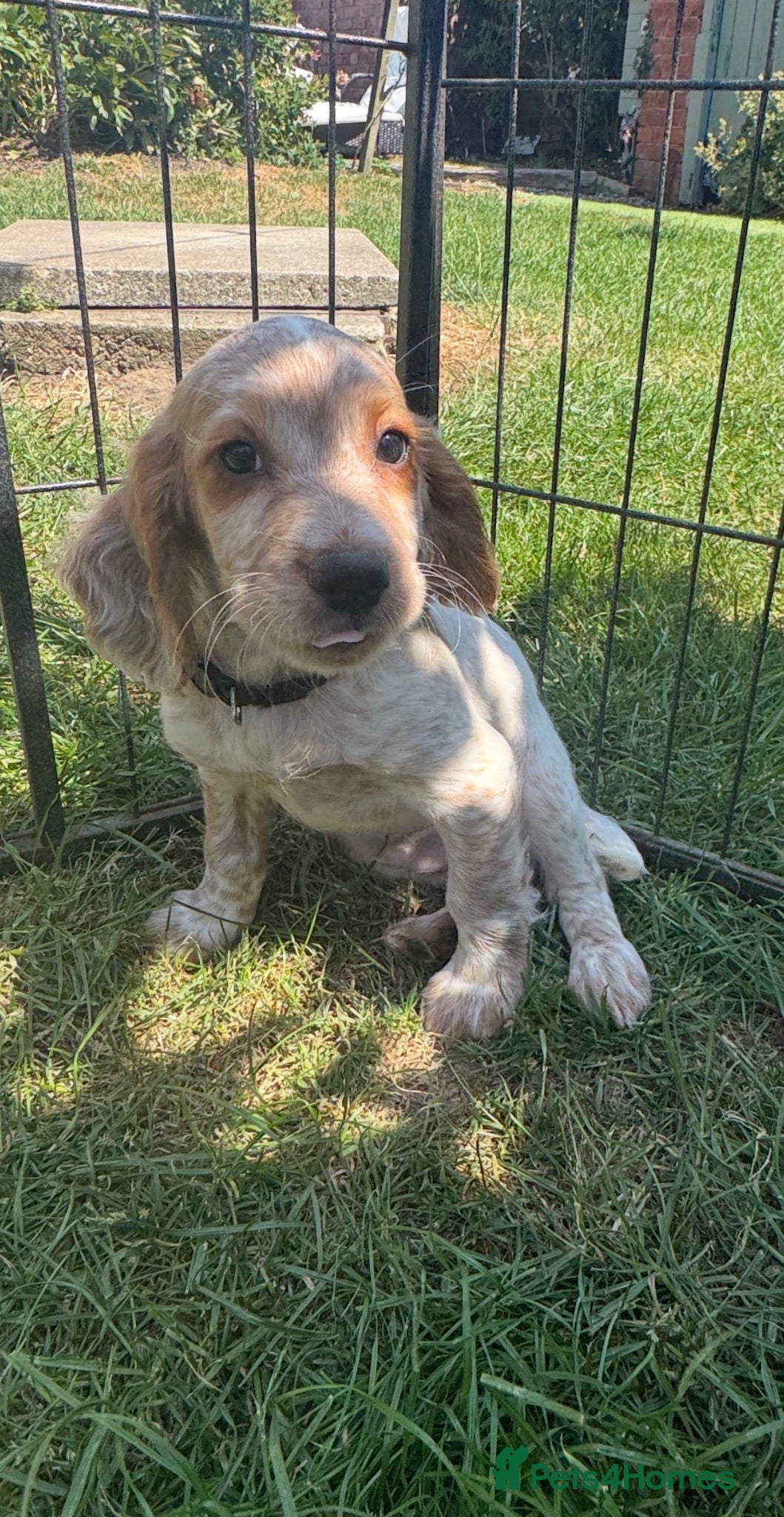 Cocker Spaniel dogs Ready now! Quality working cocker spaniel puppies  - Advert 5
